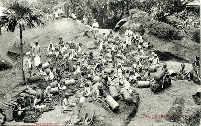 Teepflücker, Ceylon, ca. 1900-1930 von Skeen and Co.